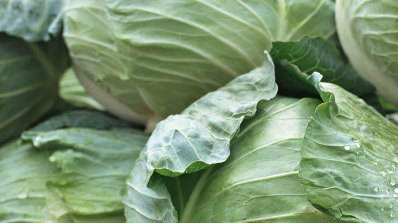 半年光照角度优化，王炸升级！平原小麦，阳光沐浴的盛宴