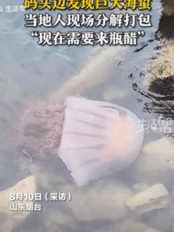 天上掉馅饼了？山东烟台，一群游客在码头边玩耍时，偶然看到一只巨大的海蜇，当地人来