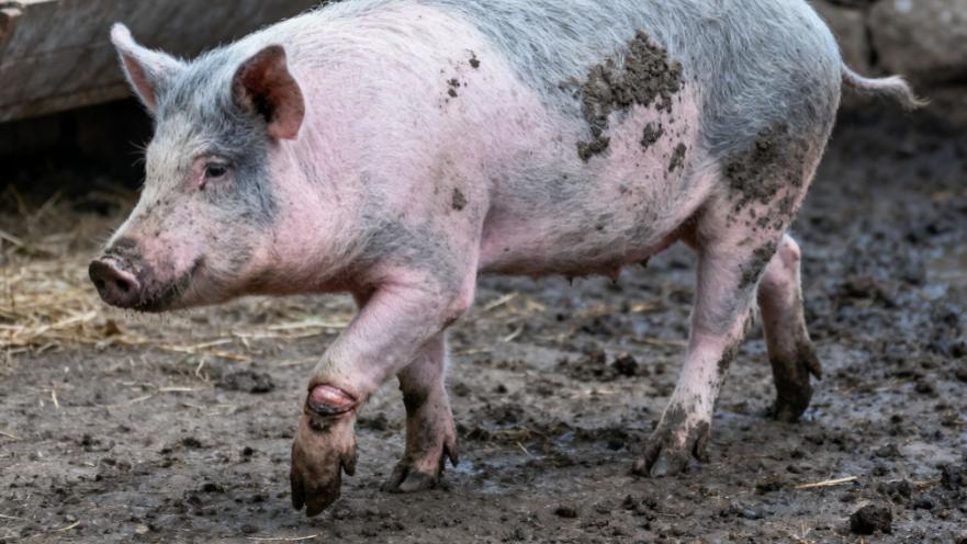 养猪人必看！森澳达分析猪腿疼的十大原因，不再走弯路！