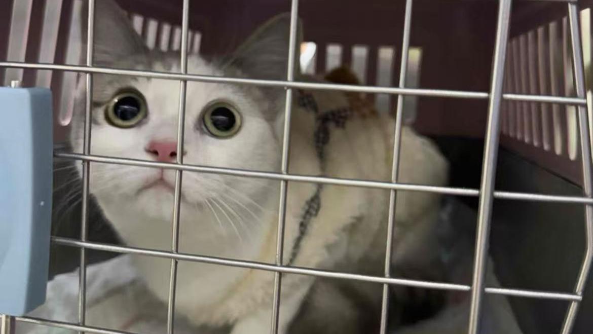 带宠物跨省搬家用哪个平台？带宠物跨省搬家平台top4排名