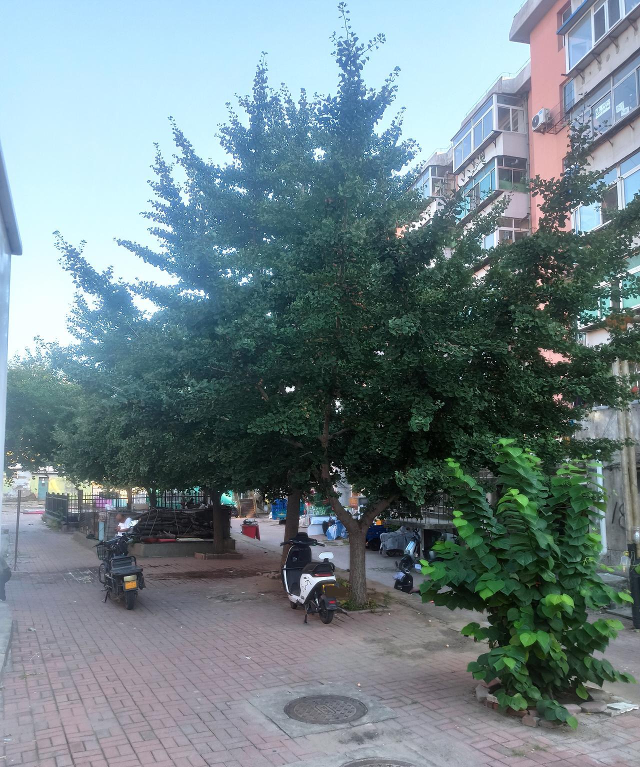 看到有网友建议武汉大学砍掉樱花树，改种银杏树，我对这个建议表示反对！
我不反对改