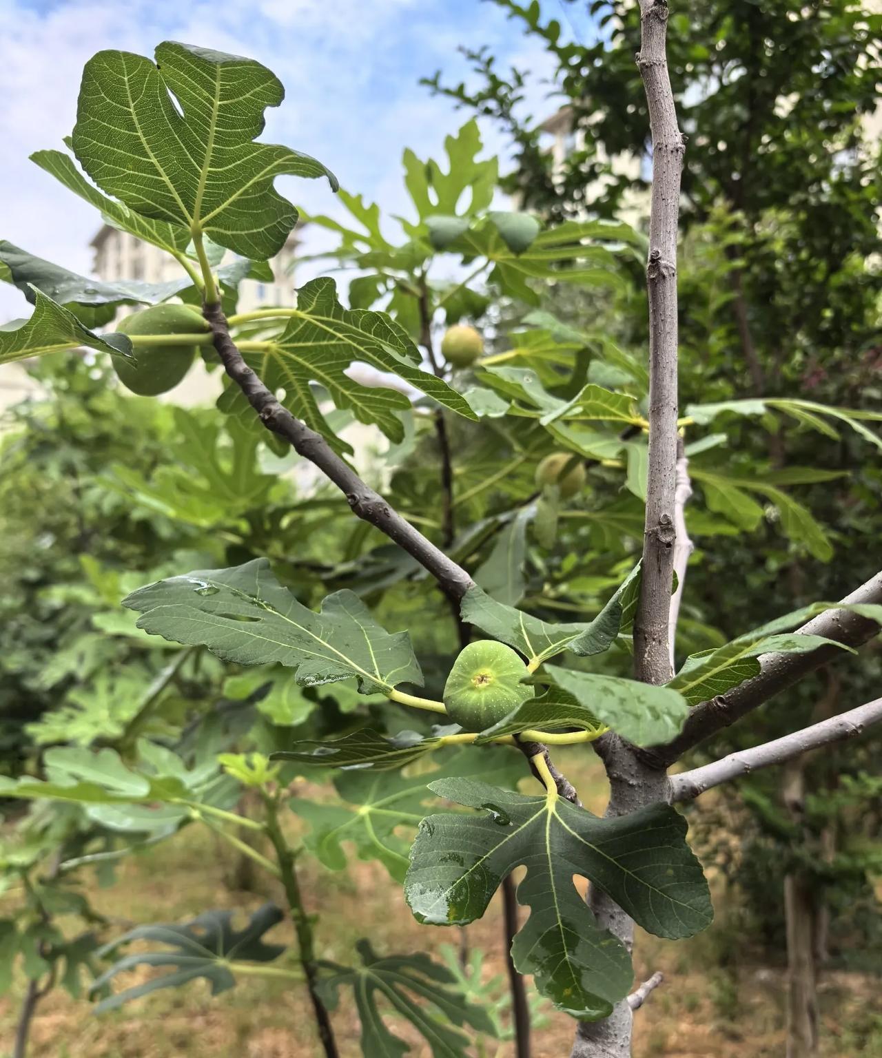 同事家种了几株无花果，今年大丰收，说带给我尝尝，拒绝以后她好像特别不高兴。
同事