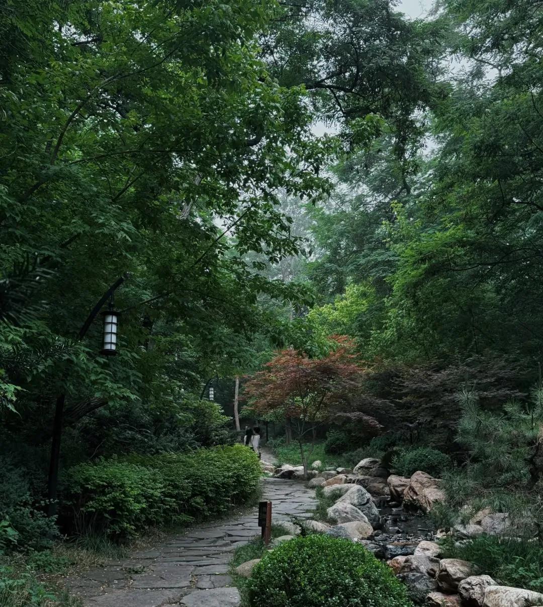 今日，雾霭轻笼，如薄纱般温柔地覆于天地之间，还夹着些许微雨，似雾的精灵在翩翩起舞