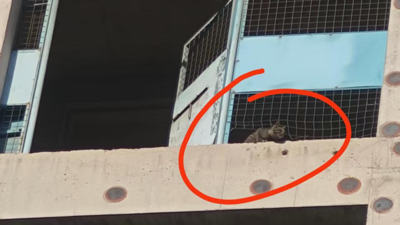 猫粮铺成的路，和一场圆满的留白