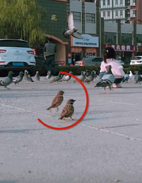 麻雀为什么喜欢跳着走？如果你稍微留意就会发现，落在地上的麻雀移动时，并不是用两只