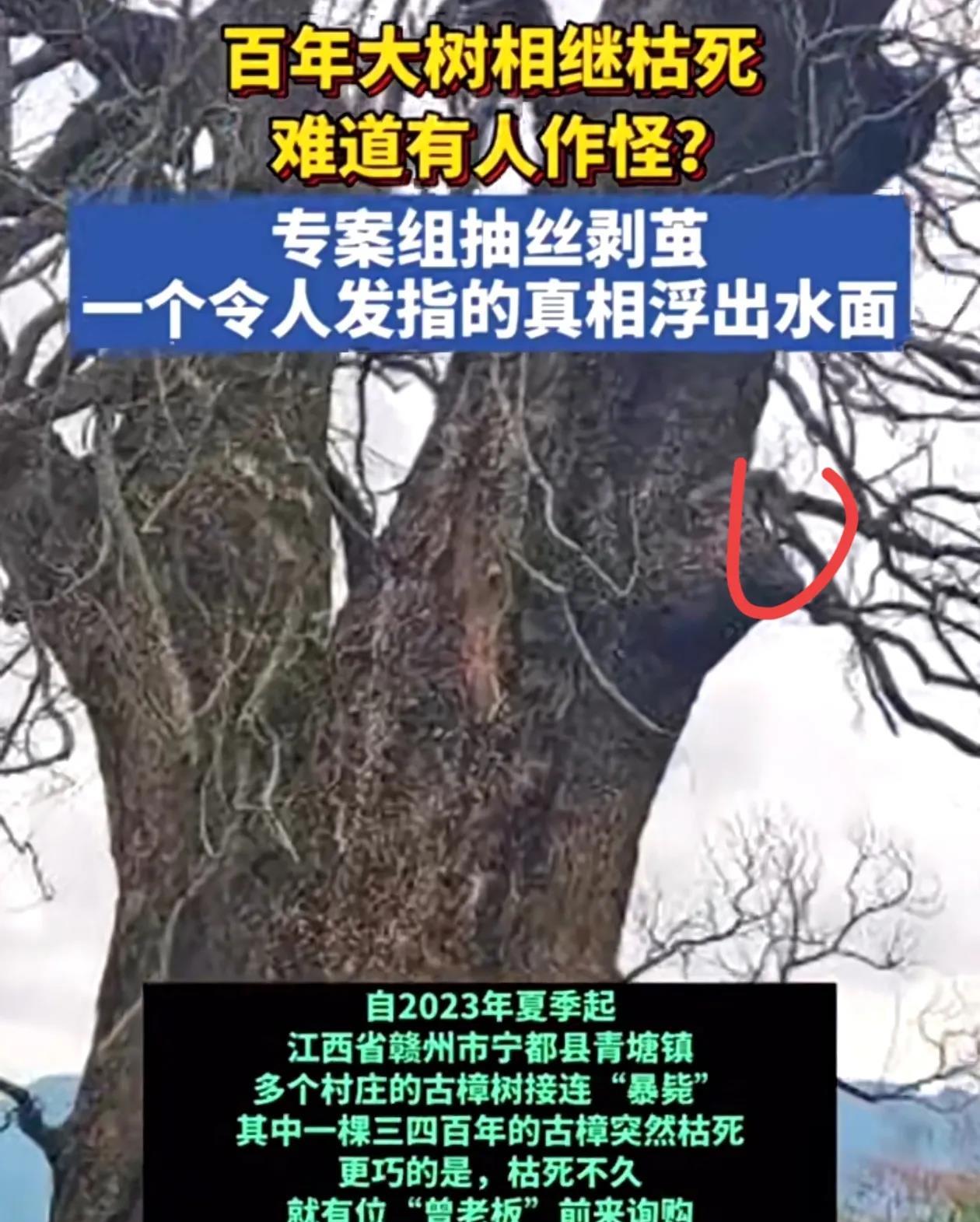死刑都算轻了！江西这老板的心是黑透了
半夜雇4名男子往几百年的古樟树根钻孔，灌除