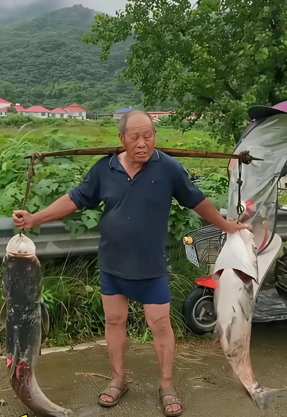 路边遇到老爷爷拿着两条大鱼在叫卖，据大爷说这两条鱼是他儿子在水库里钓的，一条鱼就