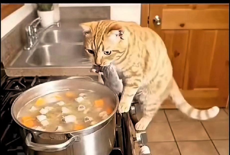 嗯，怎么又在炖肉？怎么老是猪肉啊？今天我给你添点“料”！
铲屎官正炖着猪肉呢，没
