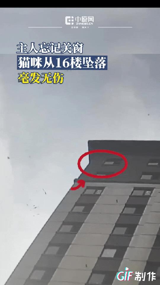 “彻底解释不通了！”黑龙江，猫咪从16楼坠落，主人查看物业监控视频，以为猫咪凶多