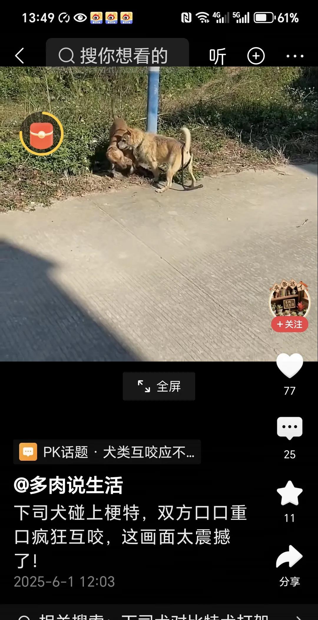 我们中国云南贵州人培养的下司犬真是太猛了！
刚刚看到一个视频，
我们中国的名犬下