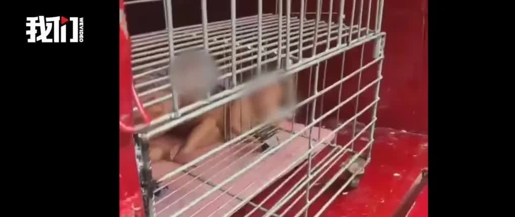 海南一男子把赤裸幼儿关在三轮车铁笼里，警察声称他们是旅游的，此事我是不信的，千里
