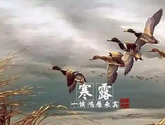 今日寒露！三候识天时+六大习俗，助你润燥少生病！
一候：大雁南飞
寒露一到，大雁