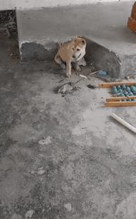 虽然狗拿耗子属于多管闲事，但是丝毫不影响干的不亦乐乎。