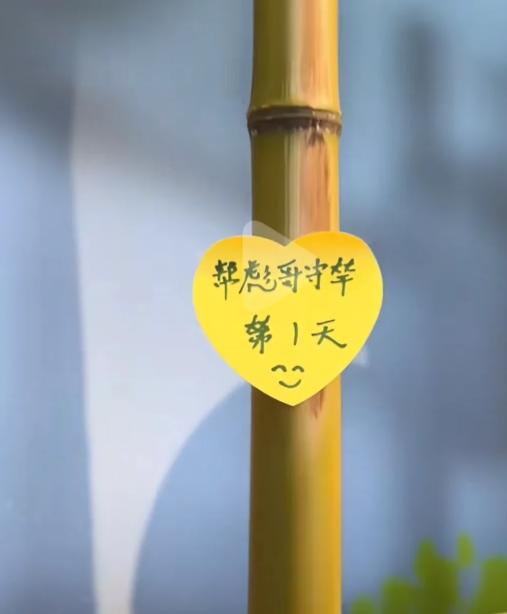 董宇辉竹竿“风波”：网友与“丈母娘”的搞笑“保卫战”