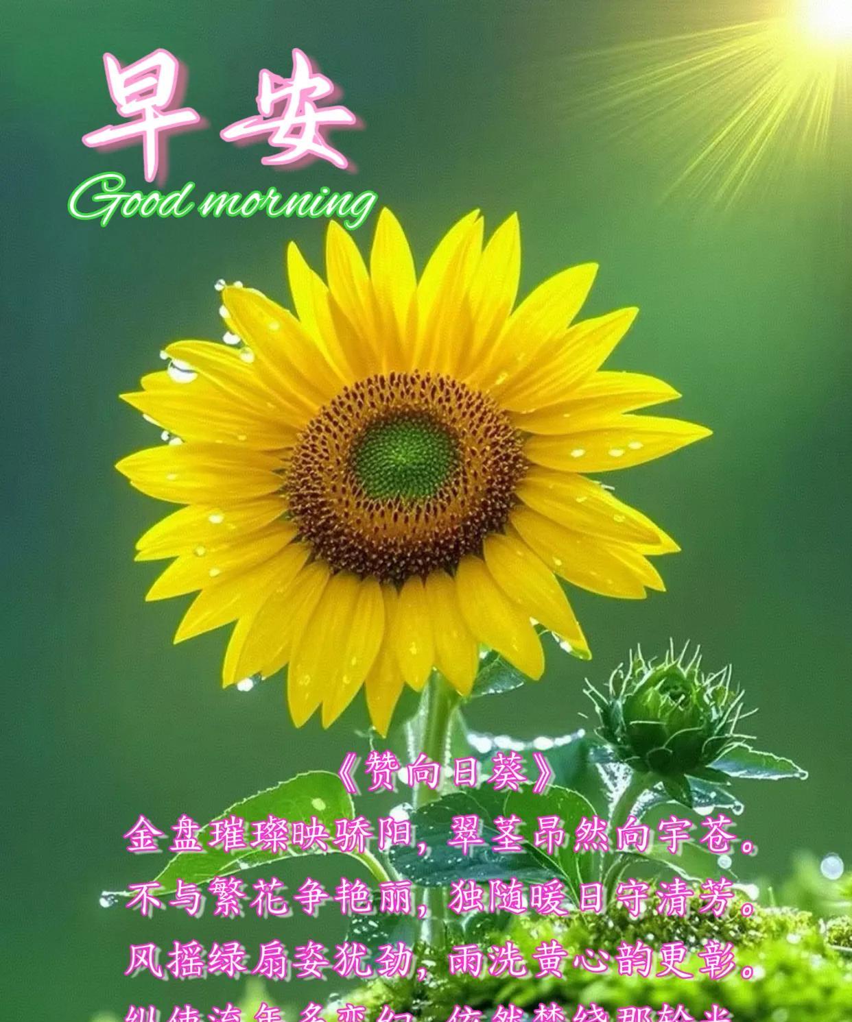 朋友：早安！
《赞向日葵》
金盘璀璨映骄阳，翠茎昂然向宇苍。
不与繁花争艳丽，独