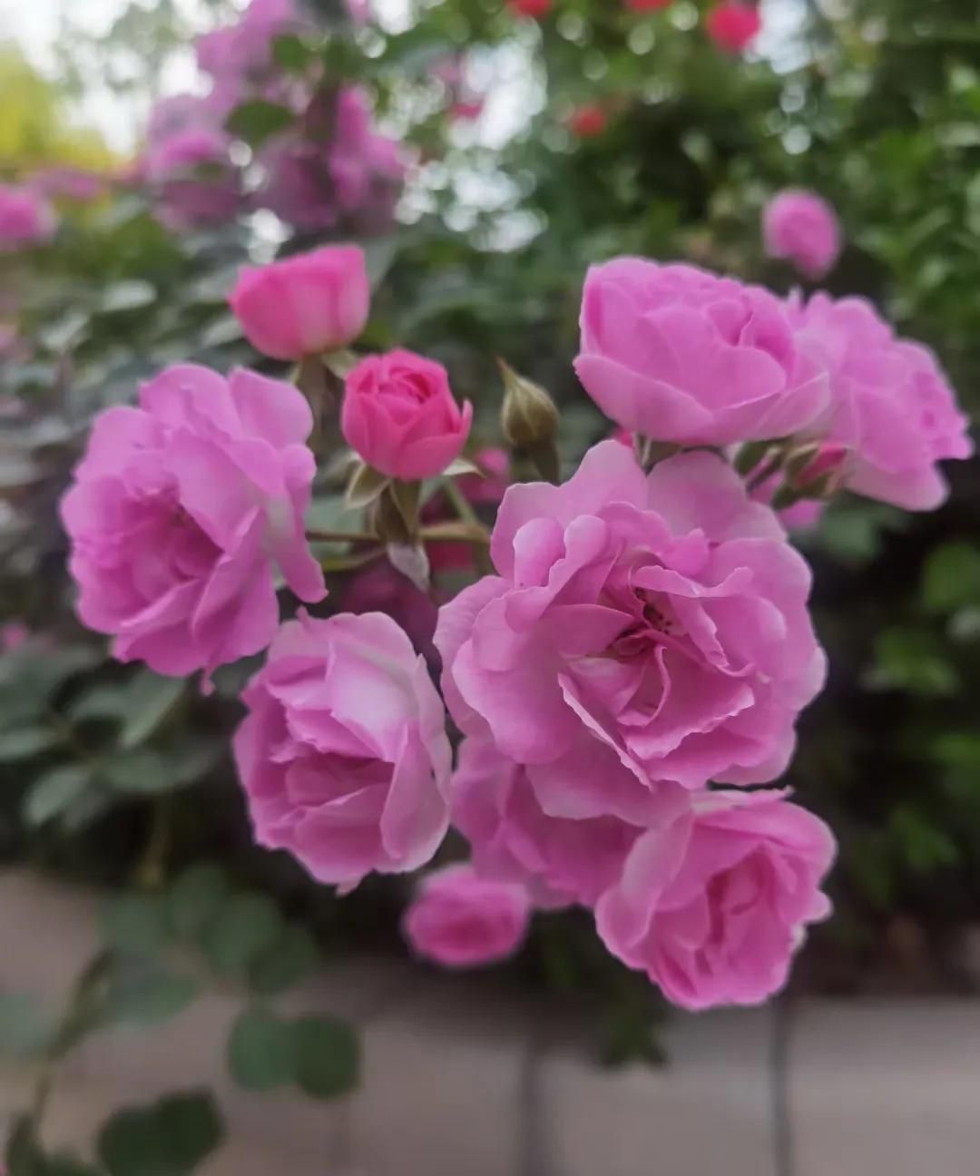 #分享一张随手拍的花。#