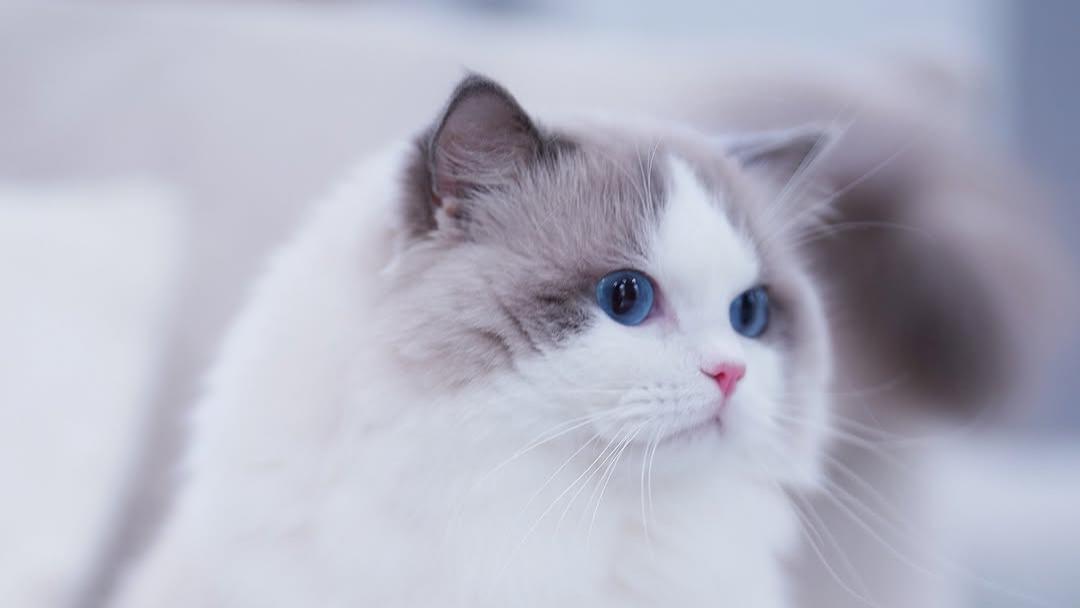 有效地向猫咪传达你的感受的四种方法