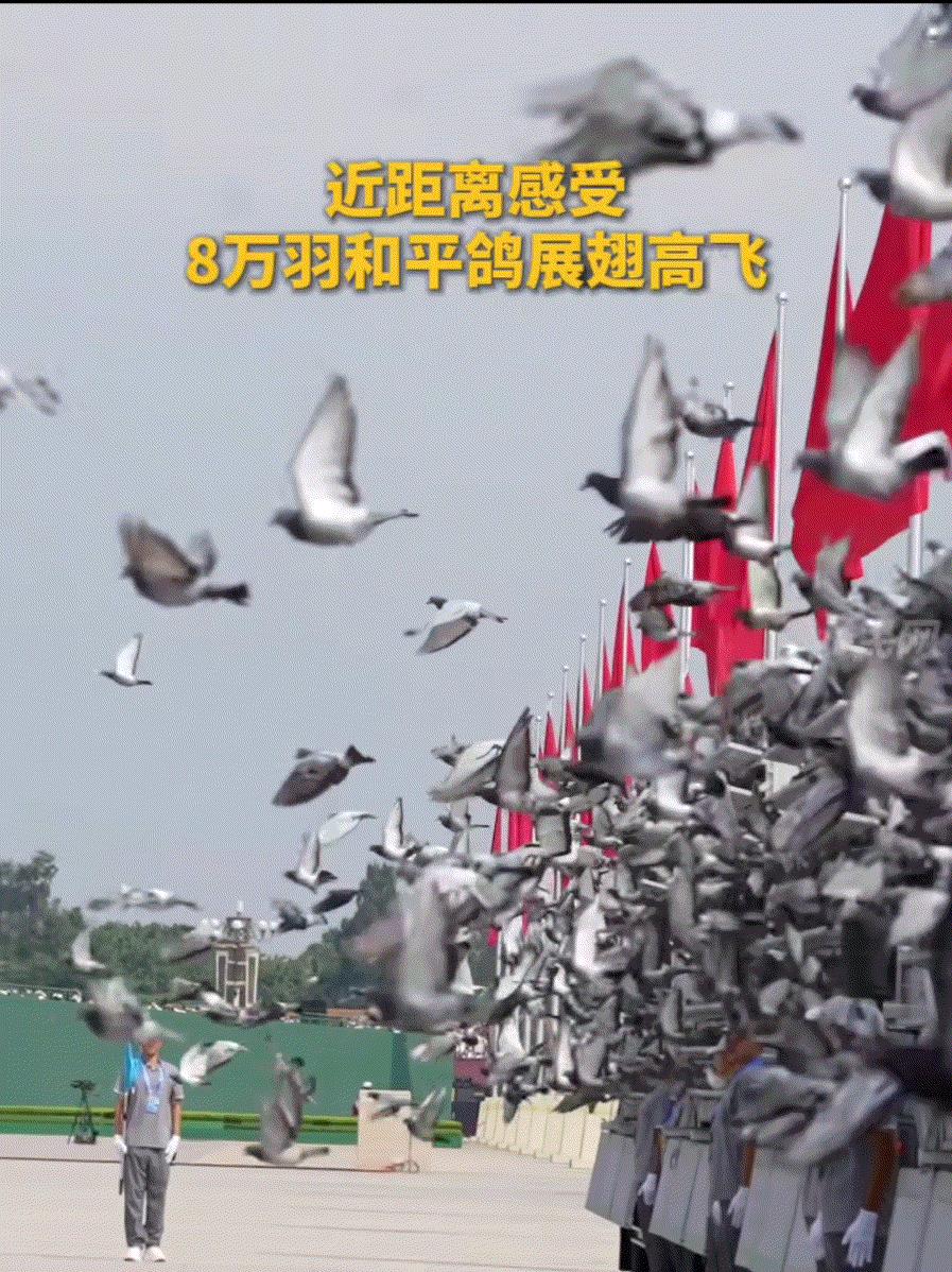 这下全国人民都知道了。
原来天安门放飞的8万只和平鸽竟是借来的！
此前，许多人都