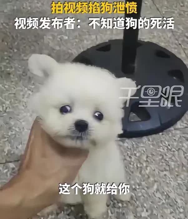 福建一男子，花400元在网上购买茶杯犬。收到狗后，他称这并非自己在视频里挑选的那