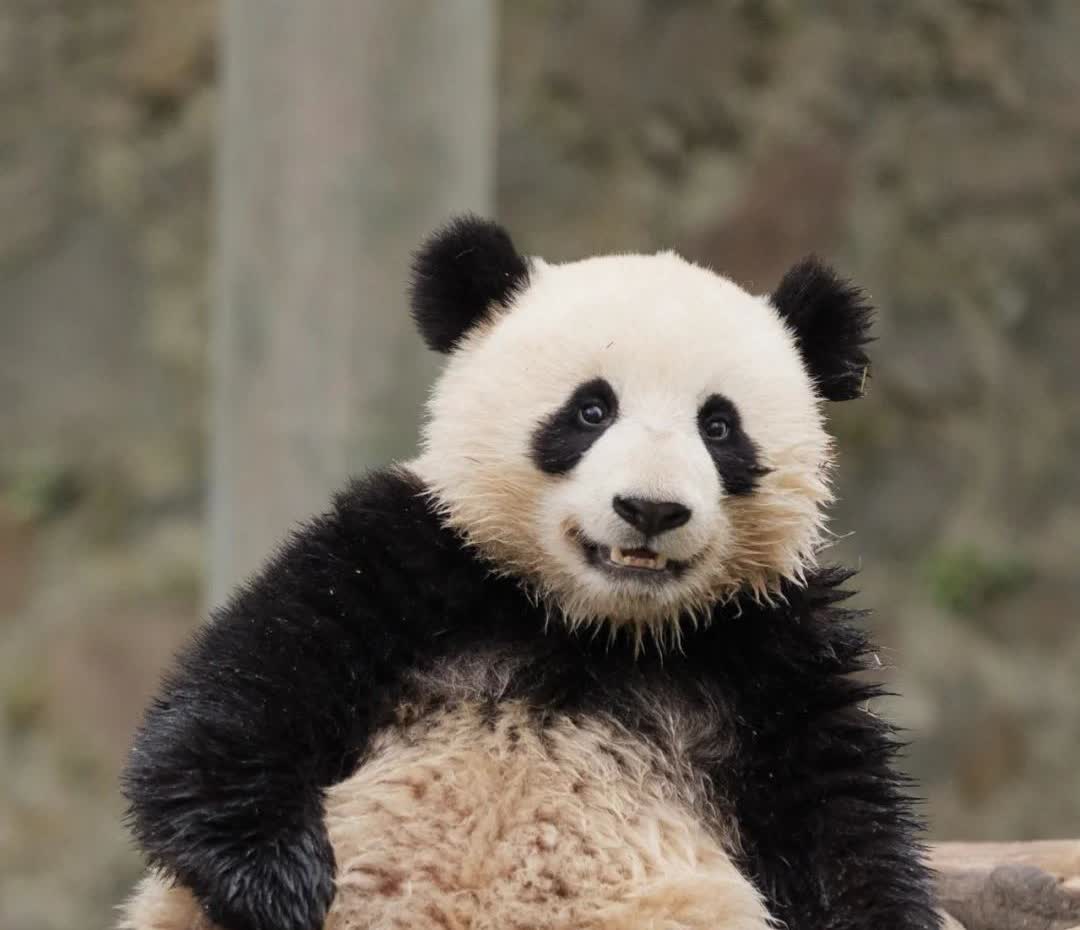 贤贤崽的爸爸到底是谁？猫粉圈吵了多年，今天终于有人实锤！
这事本来没人敢下定论