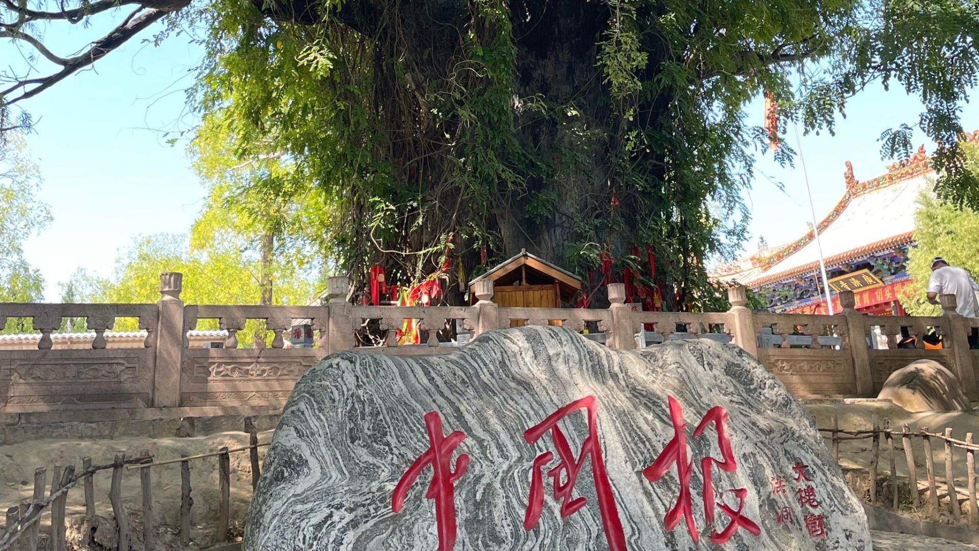 寻根铸魂处｜洪洞大槐树攻略：在一棵古槐下，读懂中国人的"老家密码"