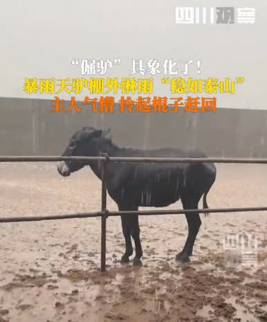 “笑不活了！”河北邢台，一场大暴雨骤然落下，就在其他毛驴撒开蹄子往棚里钻，主人却