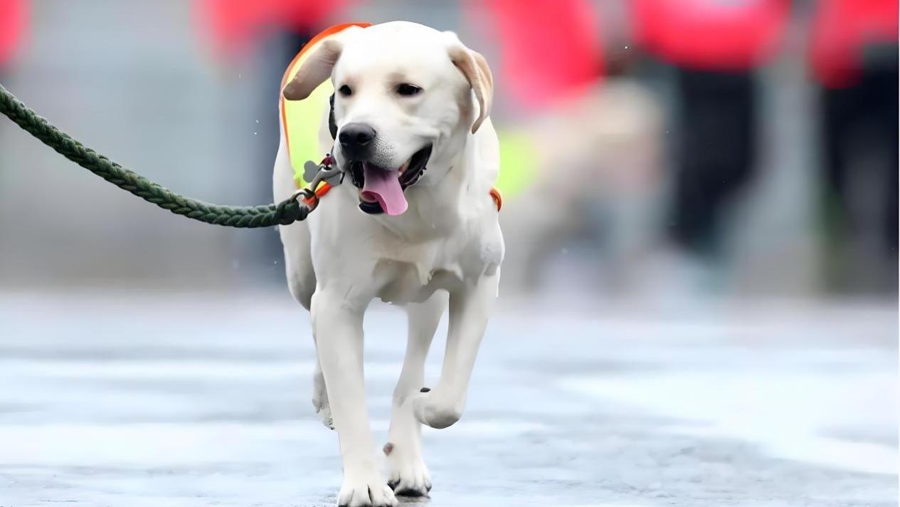 狗狗必须掌握的15个指令，你家狗狗会几个？