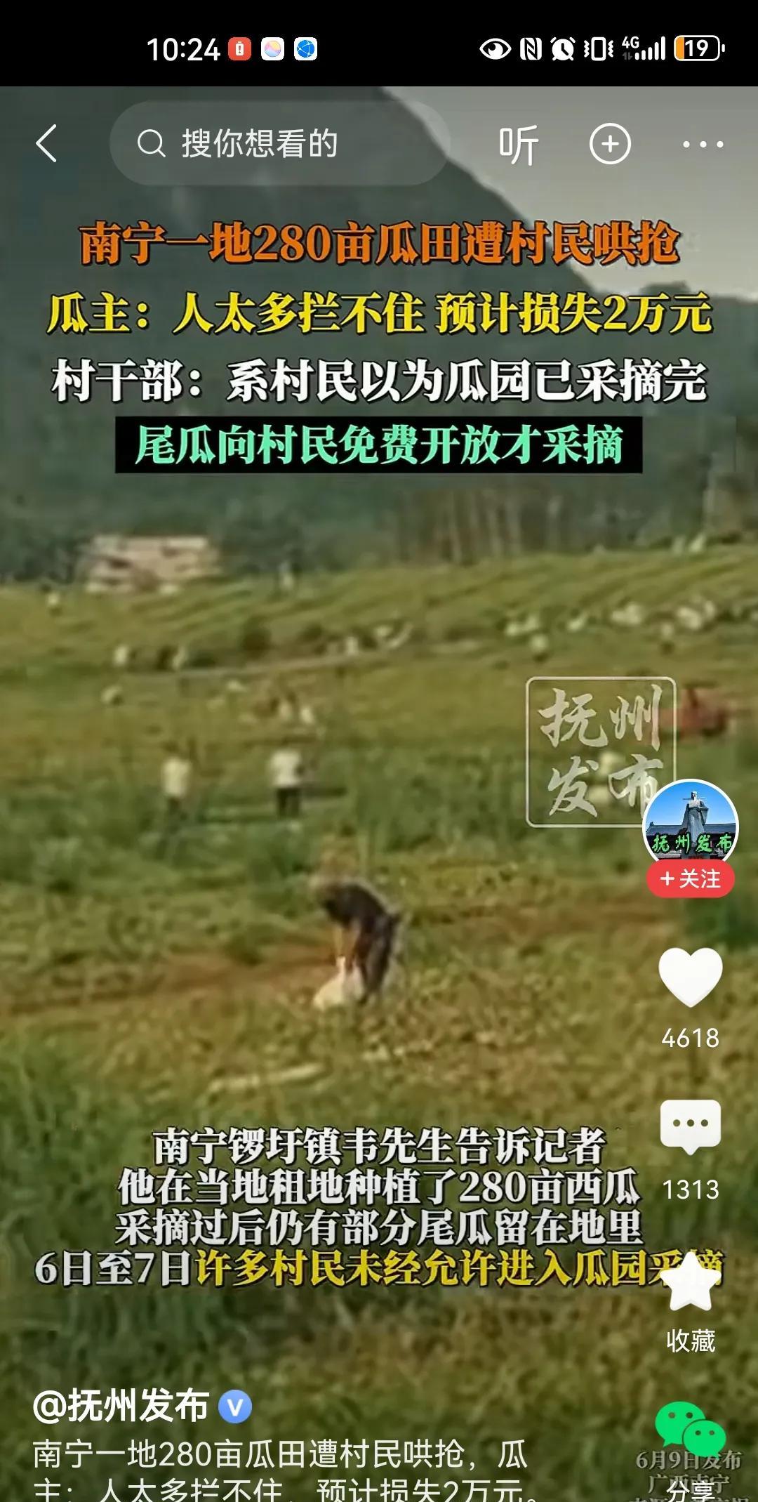 太欺负人了！广西南宁，韦先生租地种了280亩西瓜，瓜地剩尾瓜时，却被大量的村民哄