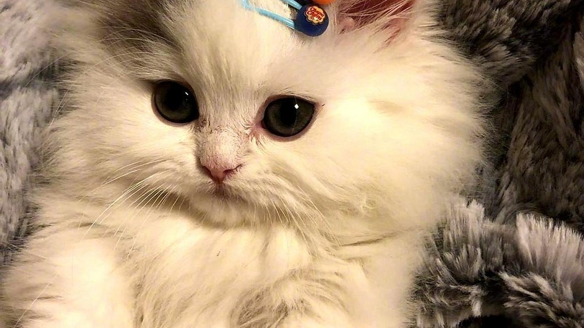 有没有科学的猫粮选购标准？吐血整理2025最新猫粮排名清单