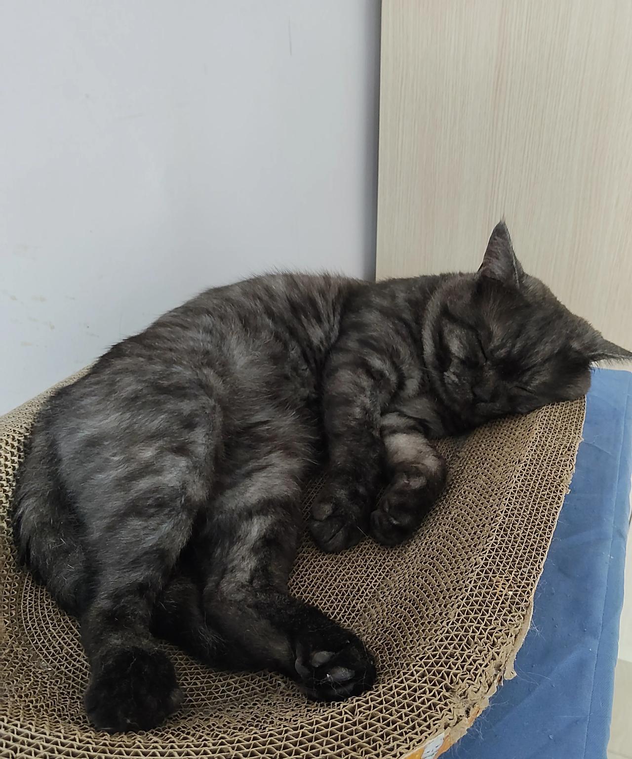 家里这只猫咪自从做完绝育后！
性格变化太大了，不叫不闹，
一天就知道睡觉，吃饭！