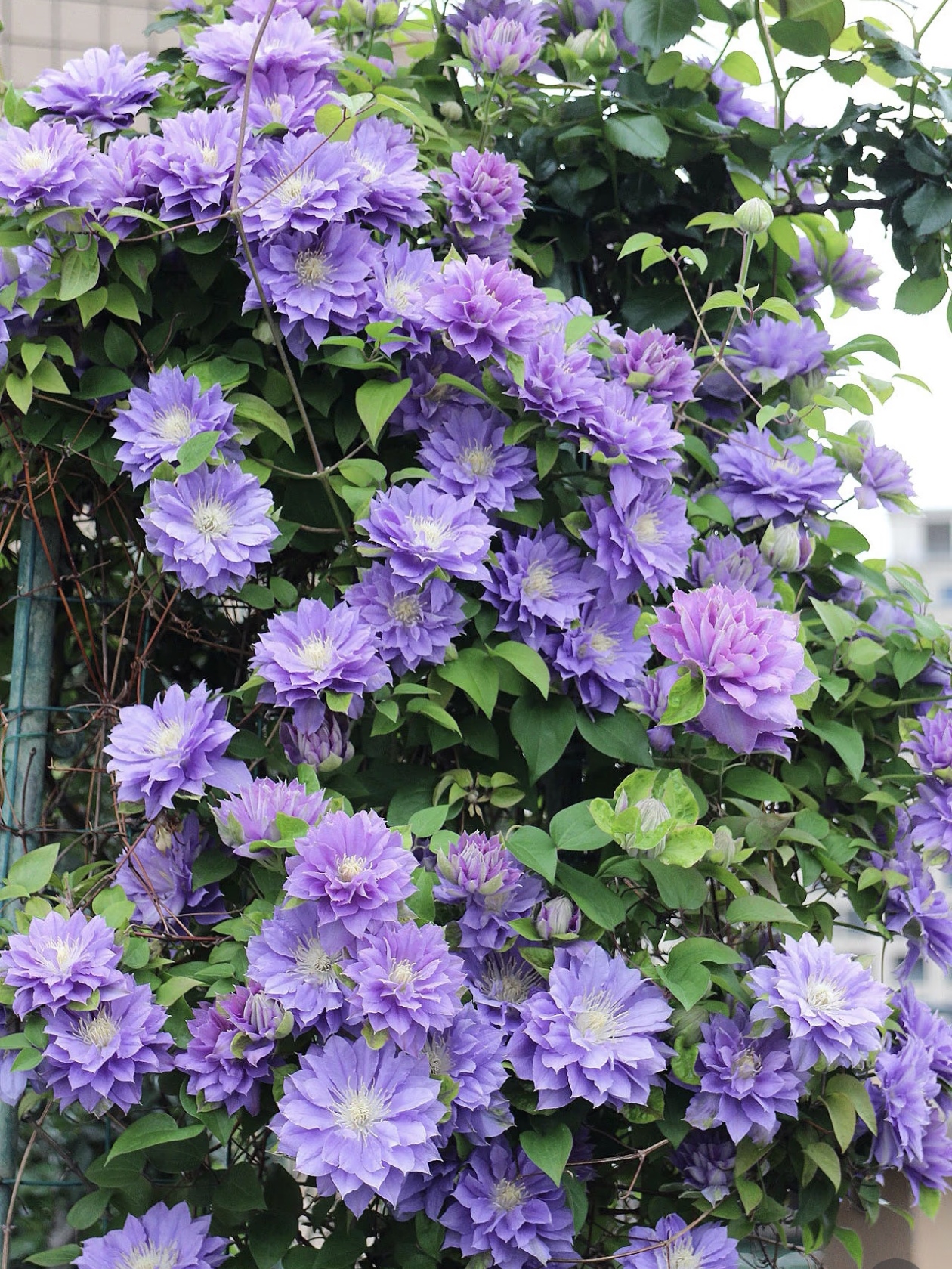 网购铁线莲遭病虫害？别慌！这俩 “麻烦精” 这么治就行