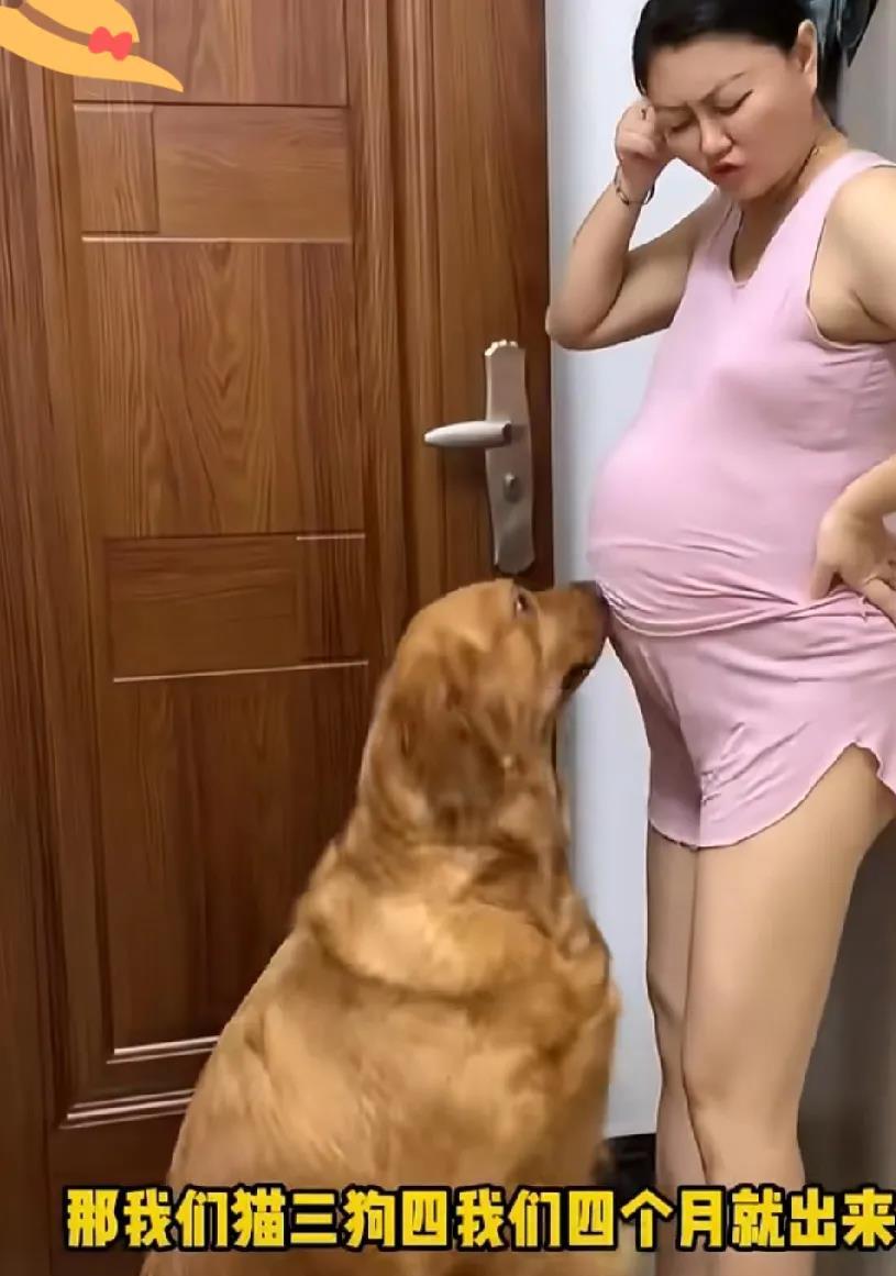 这个女的怀孕了，
她家狗狗对的她怀的孩子也是亲的，
要是我，我是害怕的，
我是不