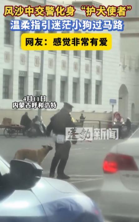 4月11日，内蒙古呼和浩特，一只田园犬在大风中躲在马路中间瑟瑟发抖，交警见状指挥