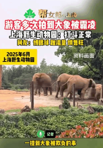 太惨了！”上海野生动物园，一只大象身形消瘦、皮肤干瘪，长达3年被象群霸凌欺负，吃