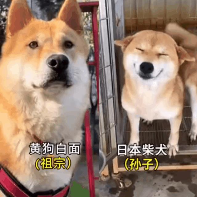 一眼辨忠奸，中华田园犬一脸正气，而柴犬一脸谄媚样。
没有对比，就没有伤害。一个一