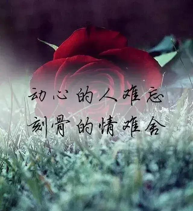入了心的你
是我一生的爱人
自从遇见你
便深深的爱上了你
每天朝思暮想的都是你