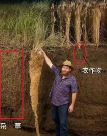 杂草的生命力不是一般的强。
