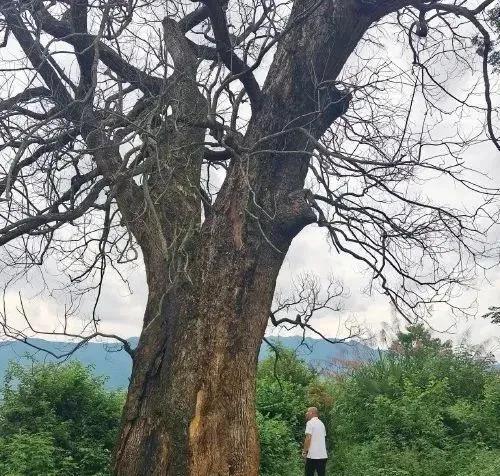 [太阳]6月12日，江西赣州，一棵三四百年的古樟树突然枯死，巧合的是，同一时间，
