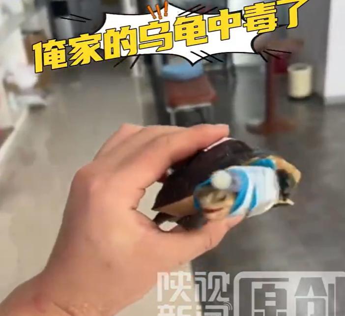 【#350买的乌龟生病住院花了1700元#】#男子回应350买的乌龟生病花了17