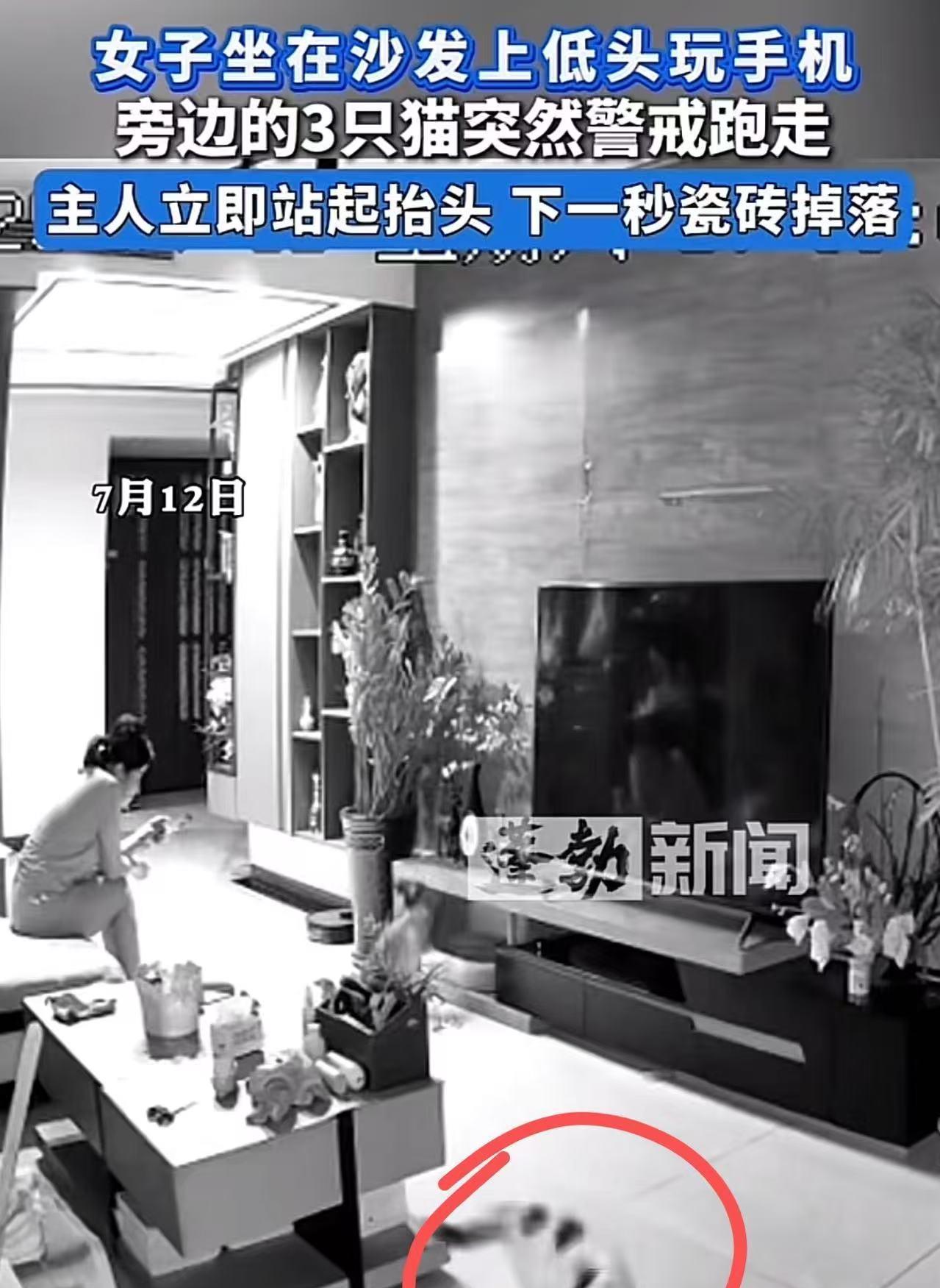 太神奇了！女子坐在沙发上低头玩手机，旁边的三只猫突然跳起来就跑，女子下意识地跟着