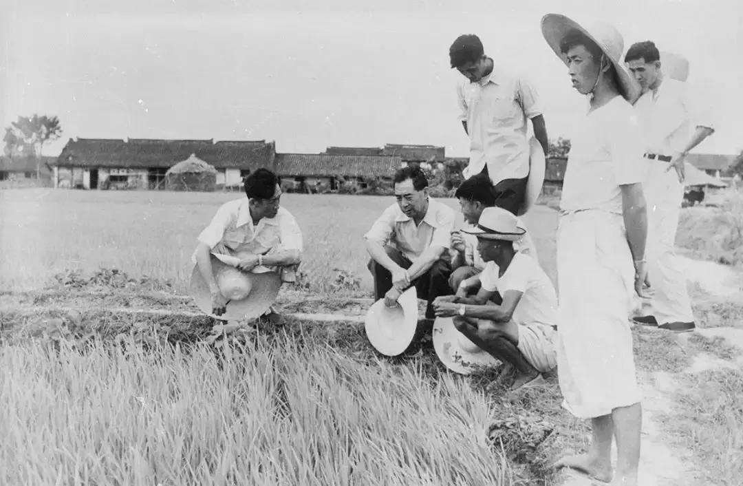 1958年，周总理来到马桥乡田间地头，与农民兄弟们在一起，亲切交谈，认真听取技术