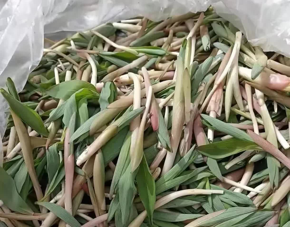 太奇怪了！广东肇庆，有游客在肇庆旅游期间，看到有一位老人在摆摊卖一种像草一样的植