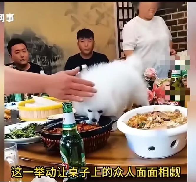 奇葩！男子和朋友聚餐时，居然把宠物狗放在聚餐的餐桌上，然后让狗狗吃盘中的餐。同桌