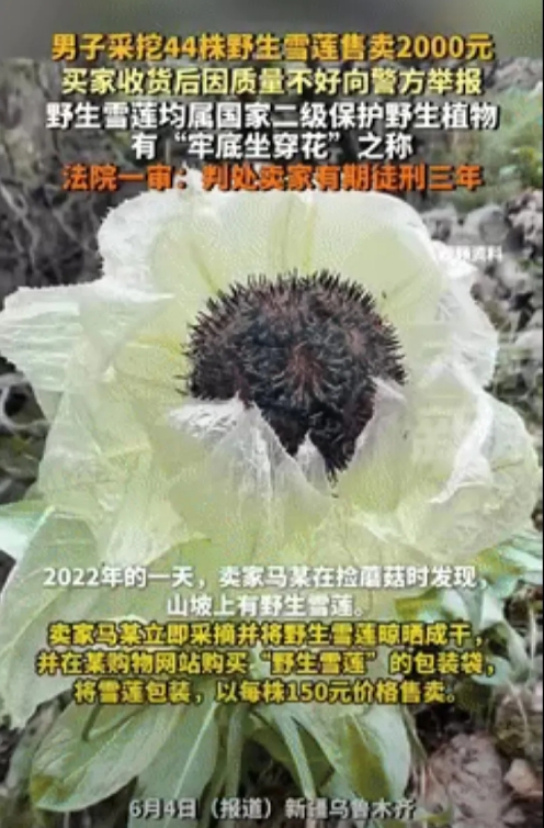 “白嫖成功了？”
新疆乌鲁木齐，一男子采挖44株野生雪莲，带回家后晾晒成干，以每