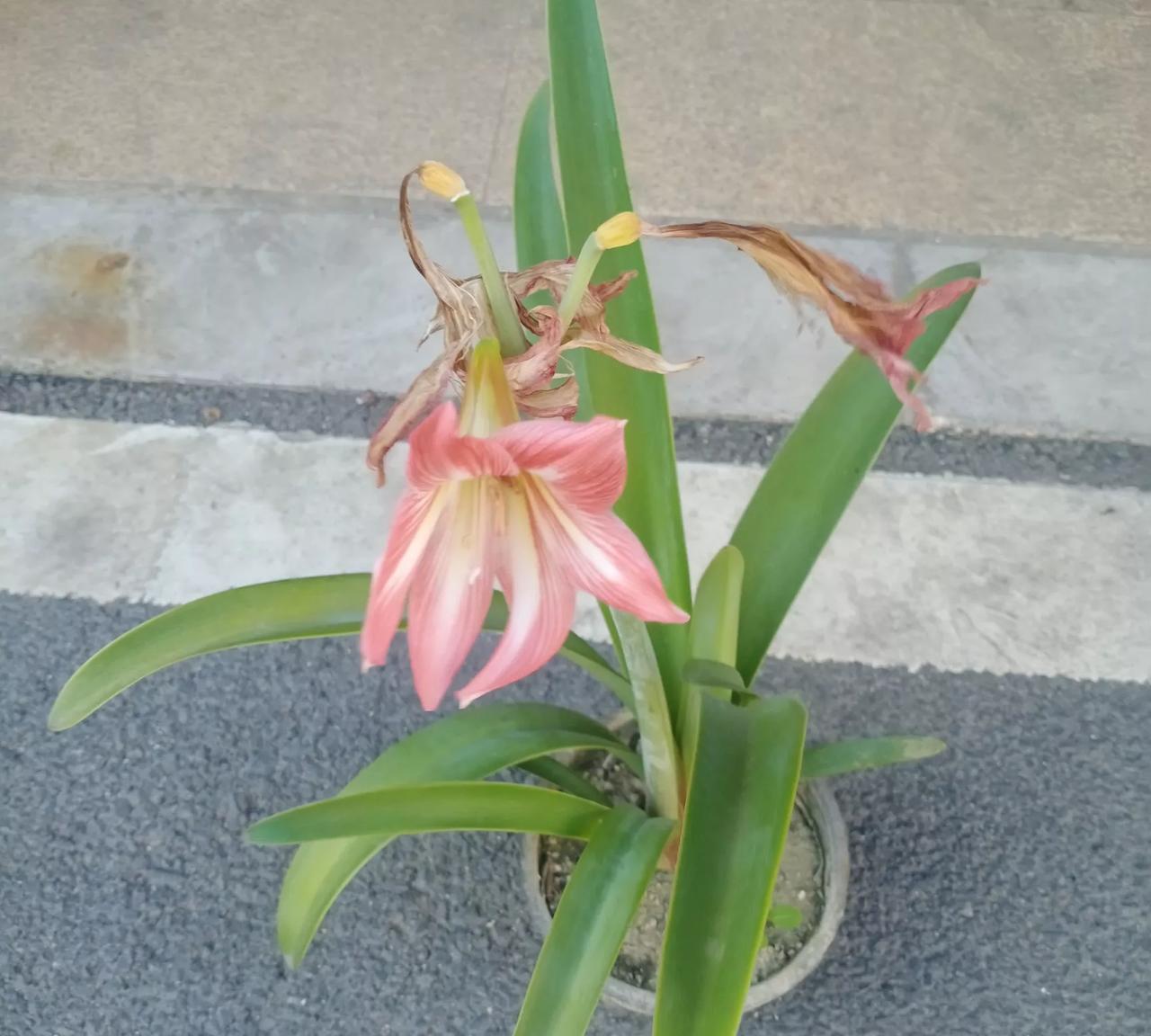 放着助持不好好地当，也不好好修行，一头扎进钱堆里。现在，好了，钱没了，人再也无出