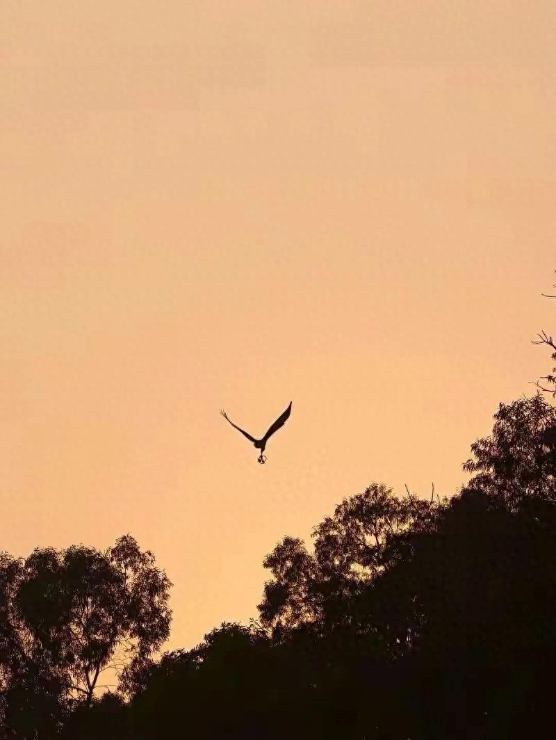 广州惊现大鸟带捕兽夹飞行 林业部门紧急巡查救助