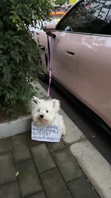 假如你是这位交警叔叔，这车目前是违停的，你会怎么做？