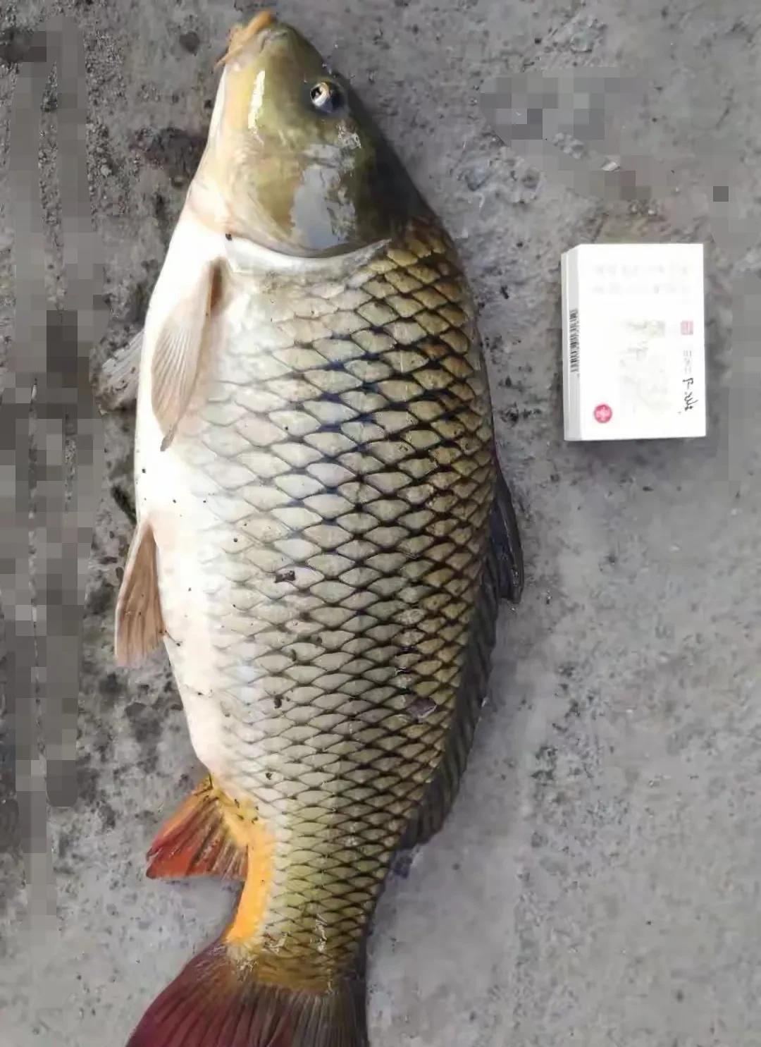 我不会钓鱼，钓鱼友也说我不咋会钓，的确如此，今天早晨两个小时就收获两尾，一鲤鱼一