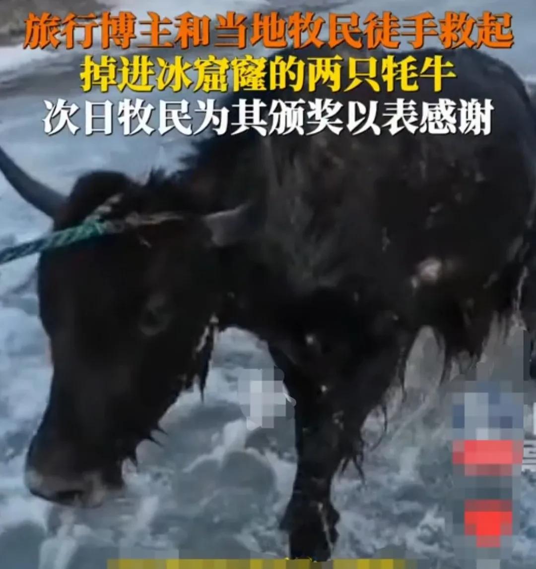 青海玉树，男子旅游的时候遇见了两头牦牛，不慎掉进了冰窟窿里。
冰冷的河水，导致牦