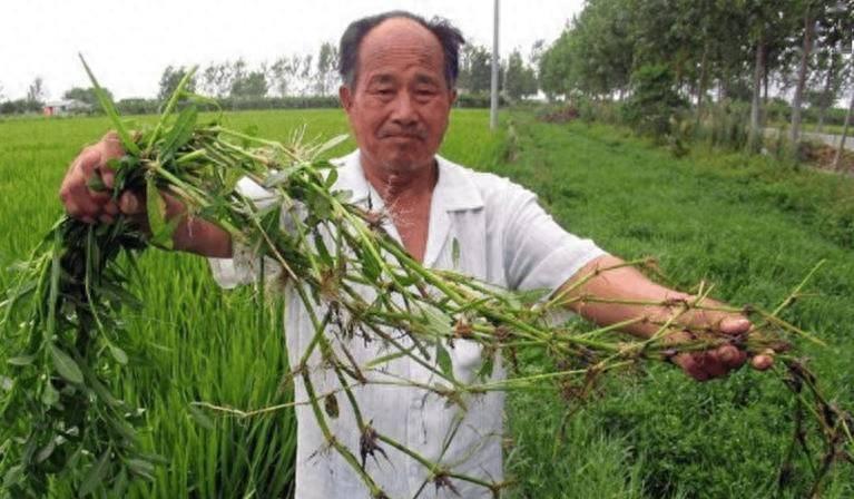 90年前，日本人将一种毒草带到中国，并大面积种植，泛滥成灾后差点导致我国农作物绝